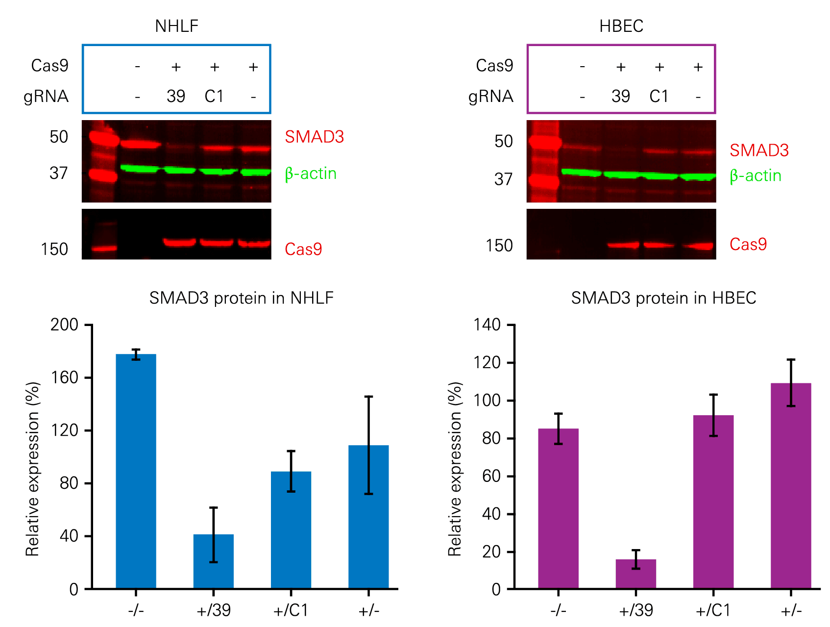 Confirm Target Gene Knockdown or Knockout with Fluorescent RNAi Studies