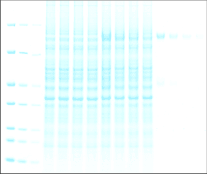Coomassie Blue image