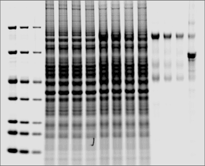 Figure 1: SYPRO Orange