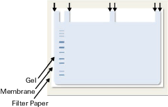 Marking the lanes on the membrane