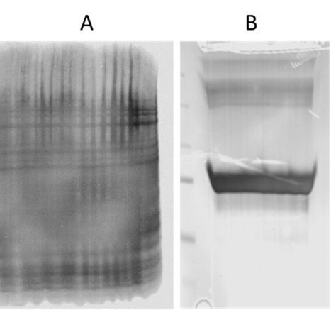 Revert-stained membranes with a jagged bottom and a smooth bottom