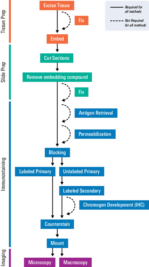 Overview of immunohistological staining
