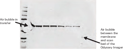 Western blot air bubbles
