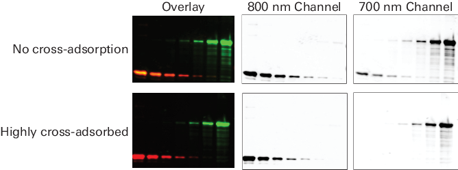 Western blot highly cross-adsorbed secondary antibodies example