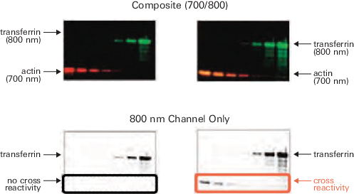 Example of highly cross-adsorbed secondary antibodies