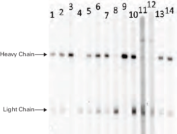 Evaluating secondary antibodies with the MPX Multiplexer Blotting System