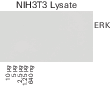 Comparing results of blots imaged on different days