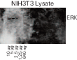 Comparing results of blots imaged on different days
