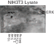 Comparing results of blots imaged on different days