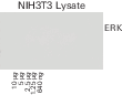 Comparing results of blots imaged on different days