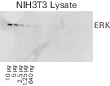 Comparing results of blots imaged on different days