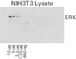 Comparing results of blots imaged on different days