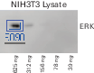 Performance differences of a blot when the same blot is imaged over time