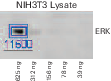 Performance differences of a blot when the same blot is imaged over time