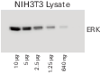 Performance differences when the same blot is imaged wet, damp, and dry