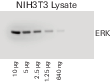 Performance differences when the same blot is imaged wet, damp, and dry
