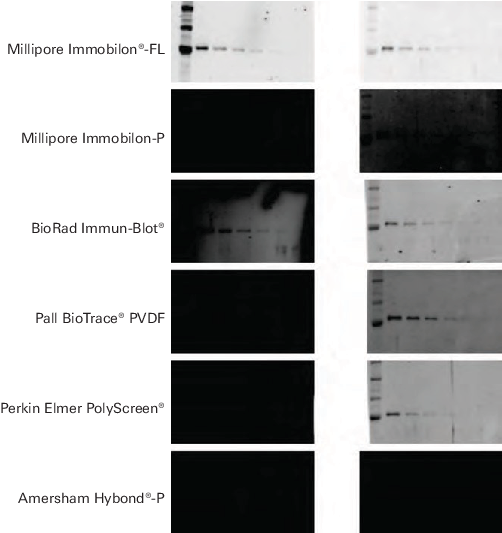Western blot PVDF comparison