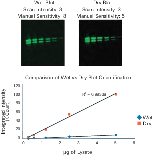 Western blot scanned wet and dry