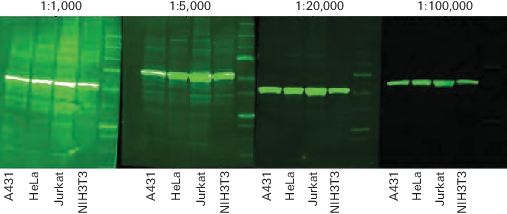 Effect of secondary antibody dilution on image data