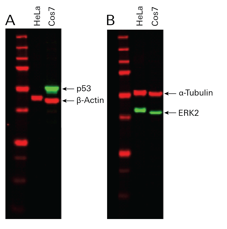 Blots showing multiplexing of mouse primary antibodies and subclass-specific secondary antibodies