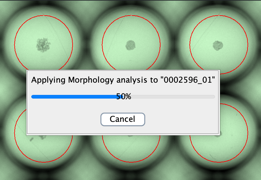Morphology analysis template being applied in batch to a plate with spheroids.