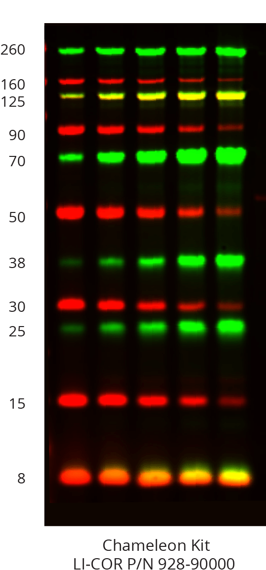 Chameleon vue example image
