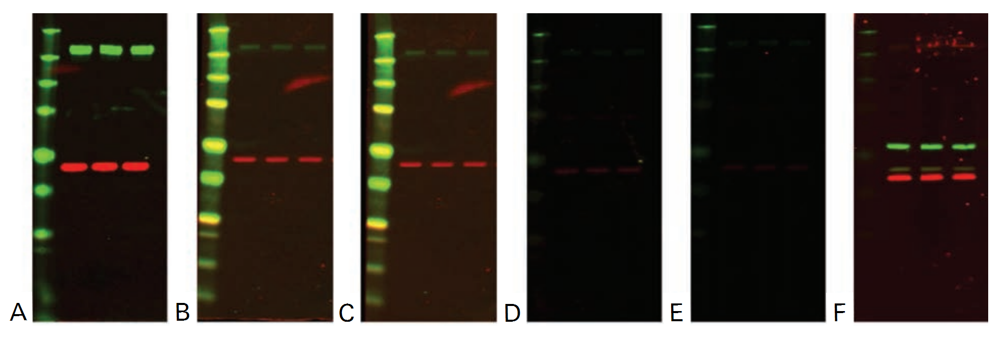  Newblot PVDF example data