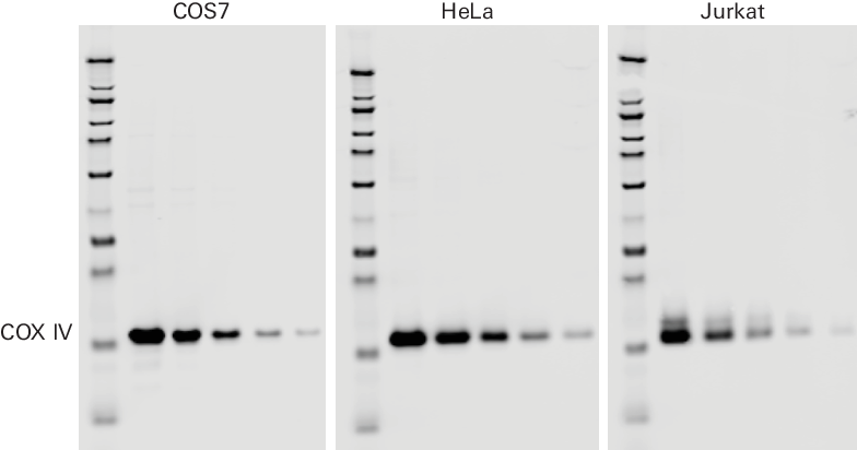 COX IV rabbit primary antibody example data