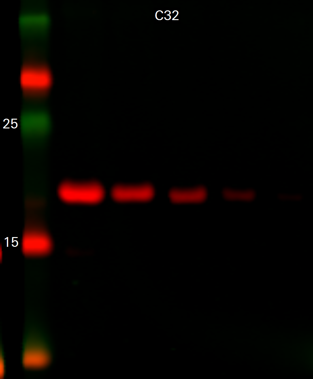 Histone H3 Rabbit Monoclonal Antibody detected in C32 cells