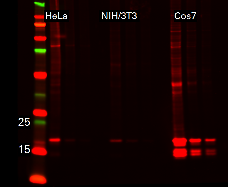Histone H3 Rabbit Monoclonal Antibody detected in HeLa, NIH3T3, and COS7 lysates