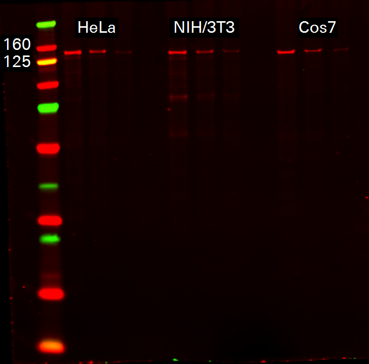 Vinculin Rabbit Monoclonal Antibody detected in HeLa, NIH3T3, and COS7 lysates