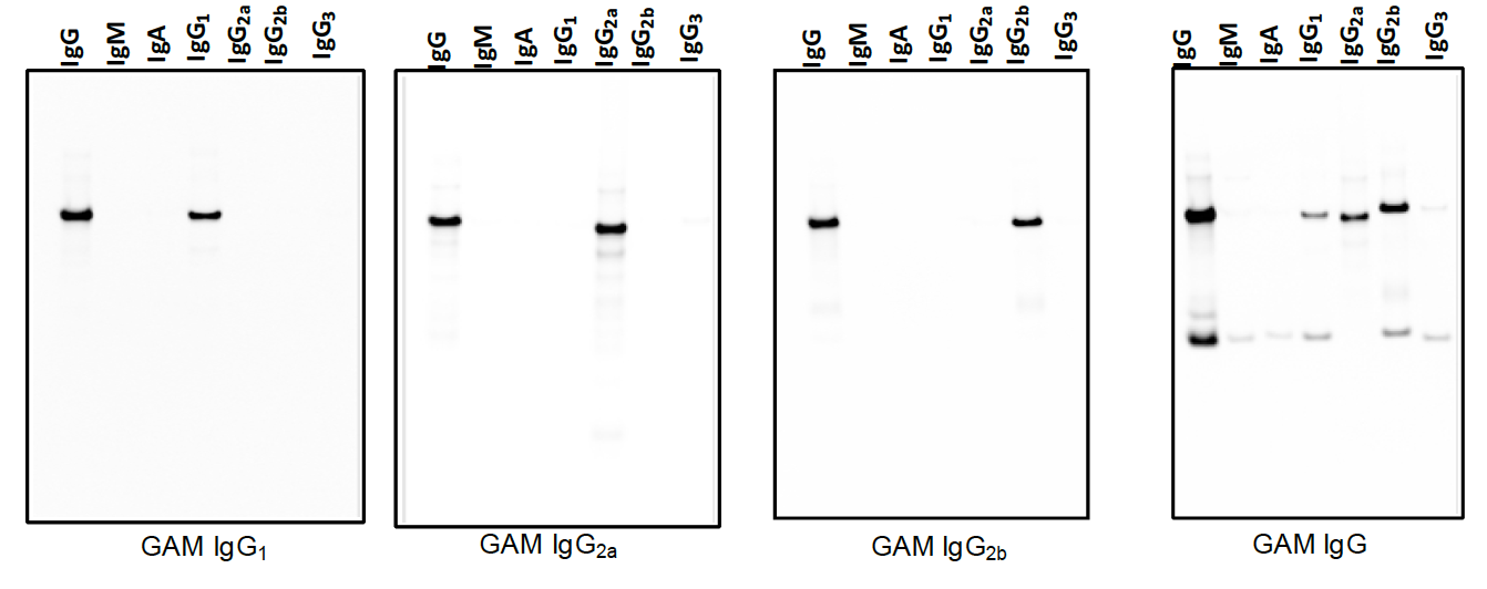 IRDye 680LT subclass specific antibody comparison