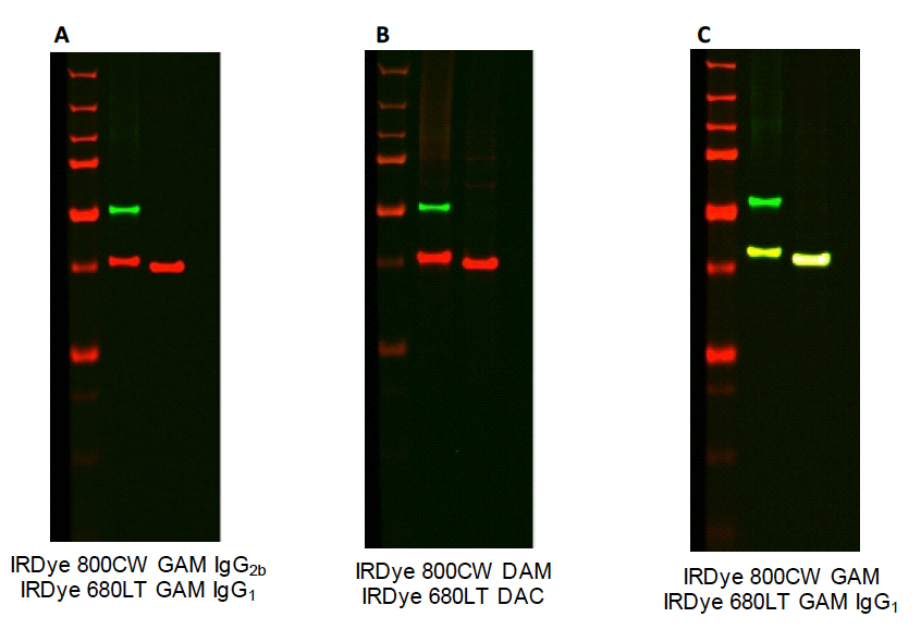 IRDye 680LT Goat anti Mouse IgG2b subclass example image