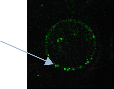 This figure shows a closeup image of antibody speckling in one well of a multiwell plate.