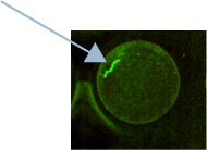 This figure is a closeup image of a mote of dust in one well of a multiwell plate.